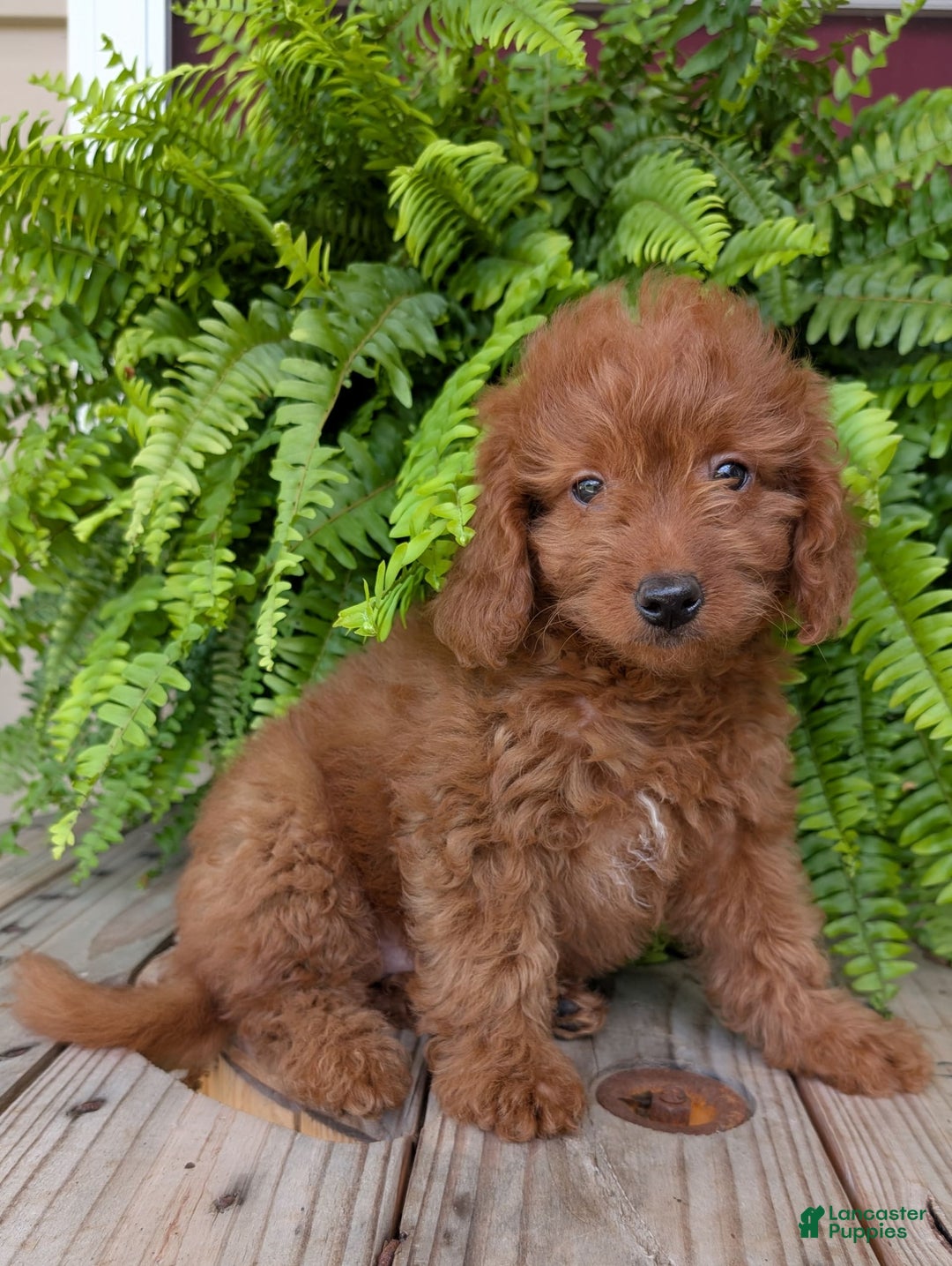 Mini Goldendoodle dogs for sale: Mini -lilly - Image 40