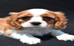 Cavalier King Charles Spaniel dogs for sale: Chase - Image 7