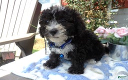 Aussiedoodle dogs for sale: Toto - Image 1