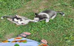Siberian Husky dogs for sale: Mary - Image 2