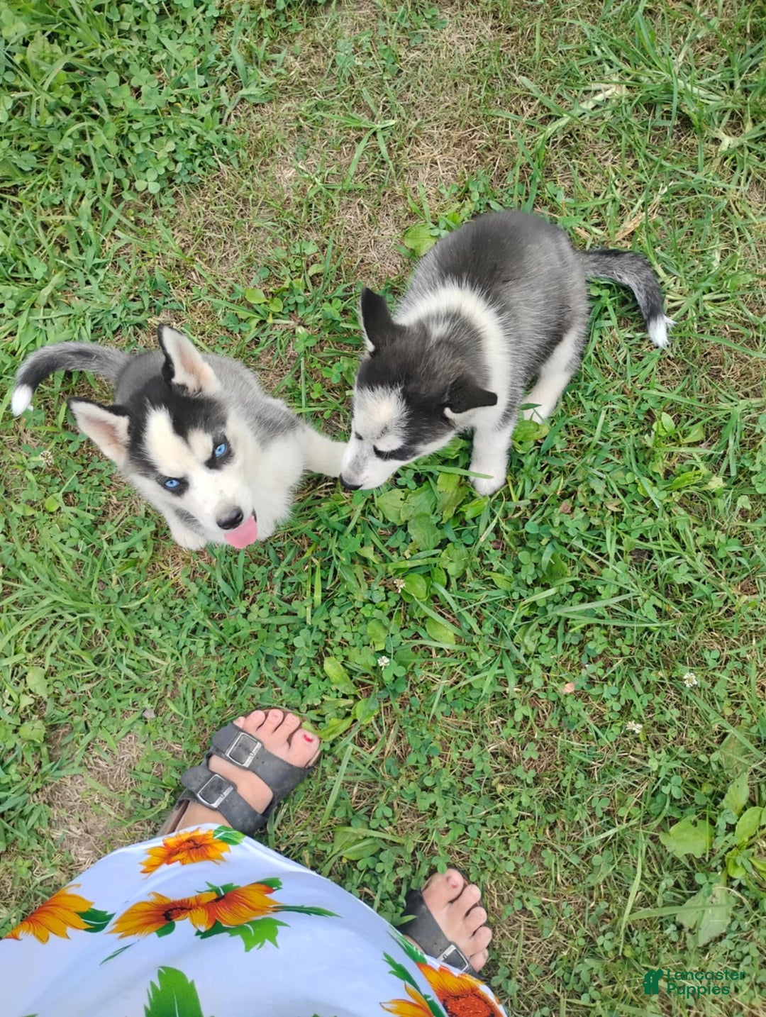 Siberian Husky dogs for sale: Mary - Image 2