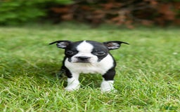 Boston Terrier dogs for sale: Tabi - Image 4