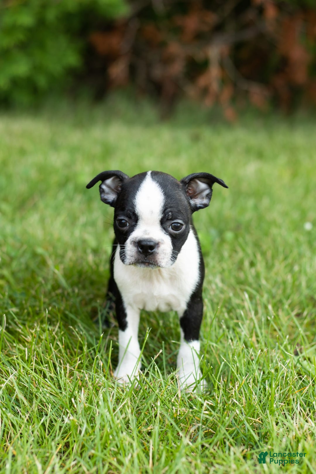 Boston Terrier dogs for sale: Tabi - Image 4