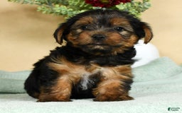 Yorkshire Terrier dogs for sale: Liam - Image 8