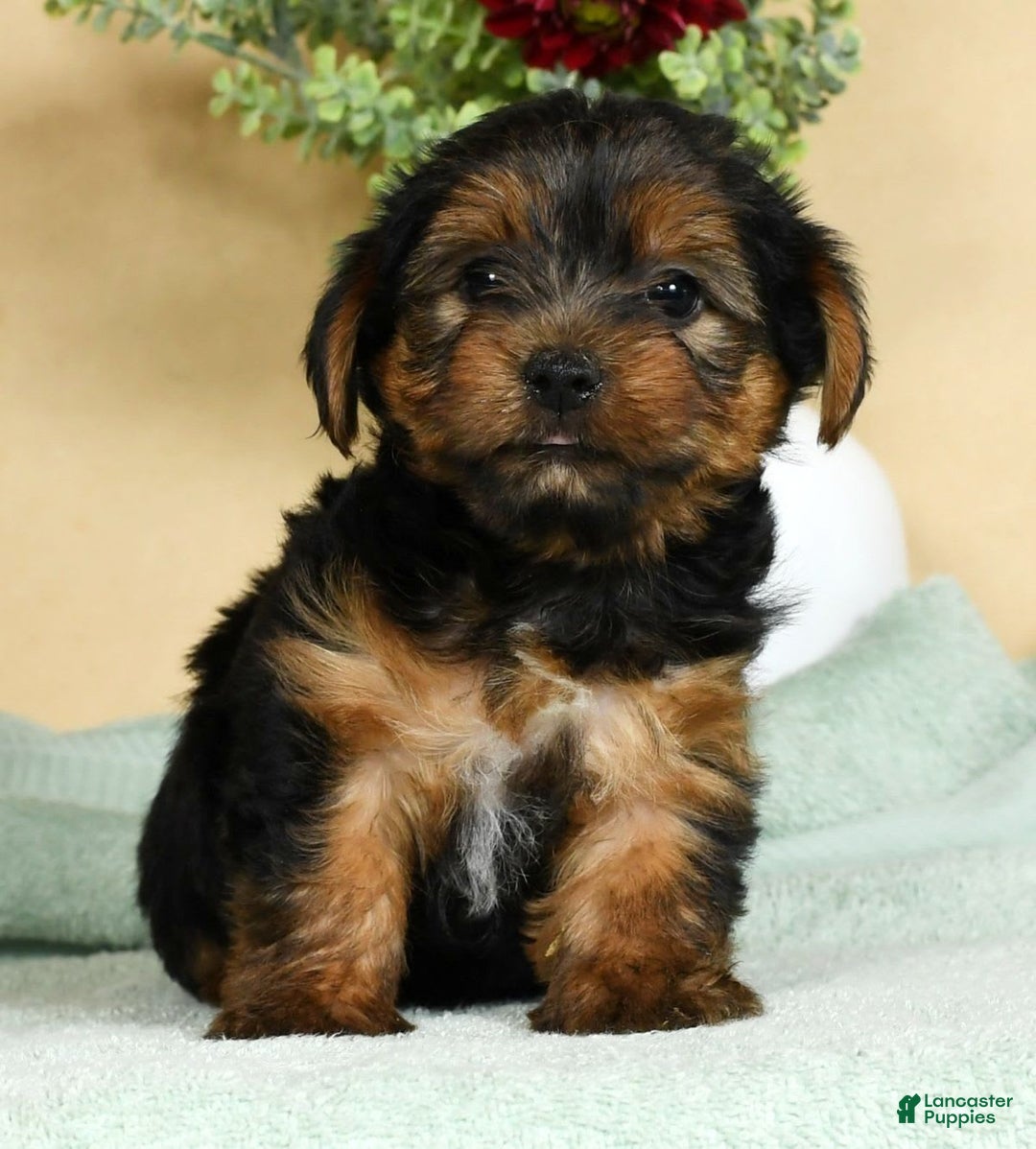 Yorkshire Terrier dogs for sale: Liam - Image 8