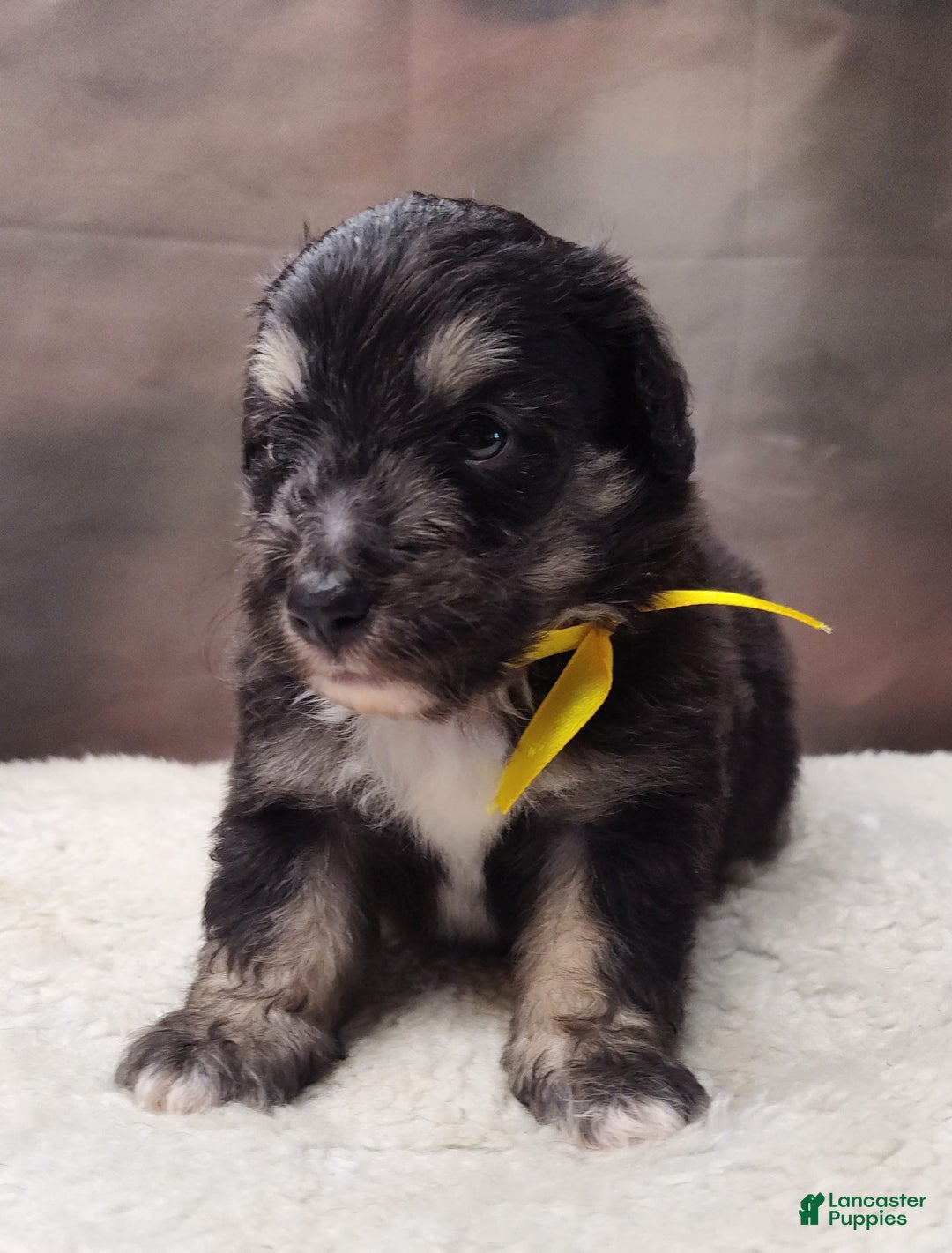 Shetland Sheepdog dogs for sale: Hubble - Image 5