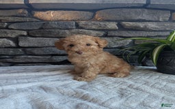 Miniature Poodle dogs for sale: Ace - Image 5