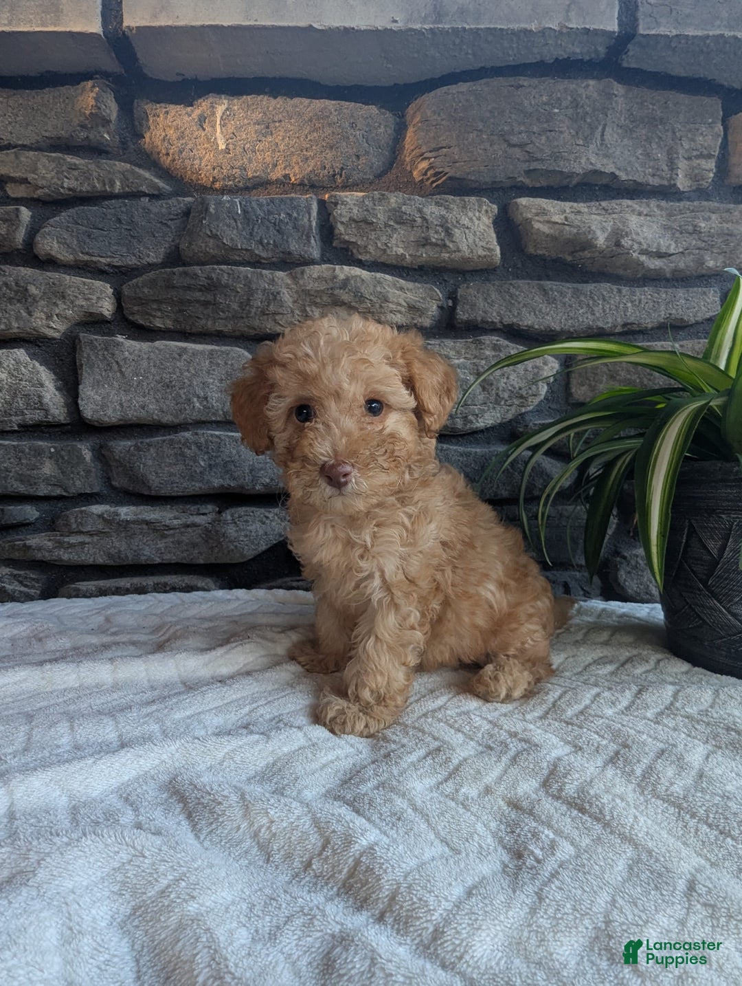 Miniature Poodle dogs for sale: Ace - Image 5