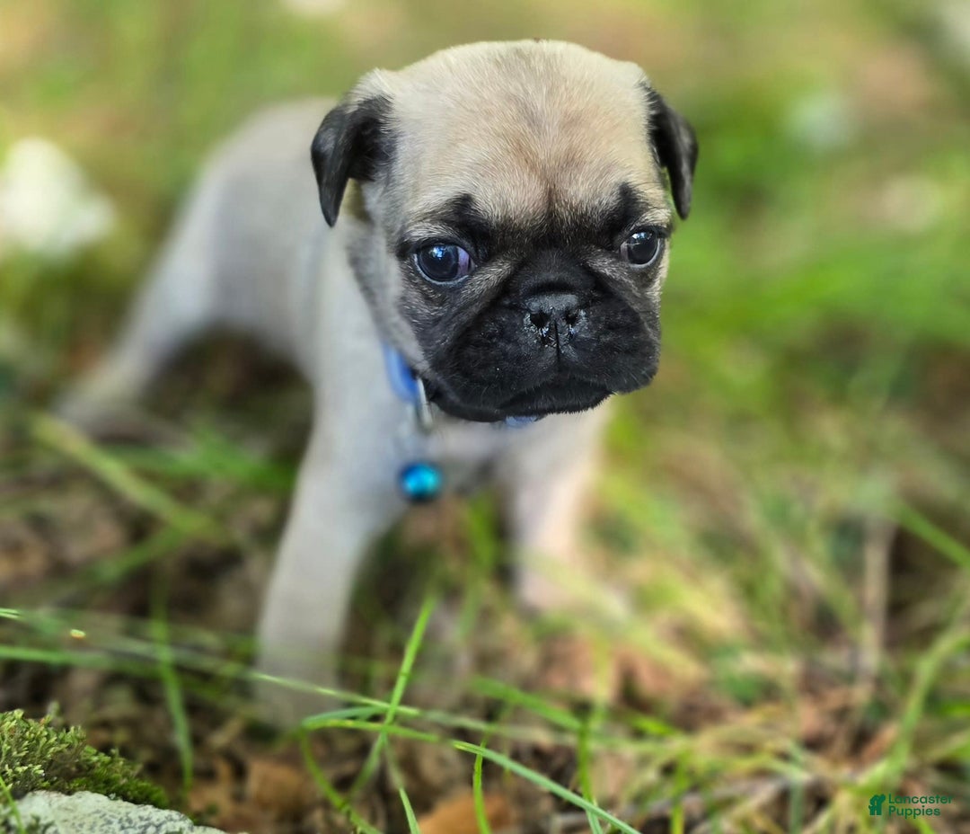 Pug dogs for sale: Dwight - Image 2