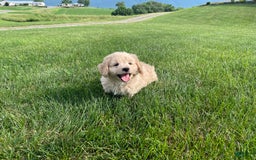 Doxiepoo dogs for sale: Darrin - Image 2
