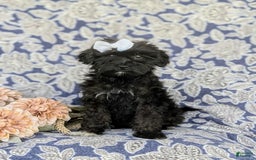 Morkie dogs for sale: Zoie Hypoallergenic - Image 4