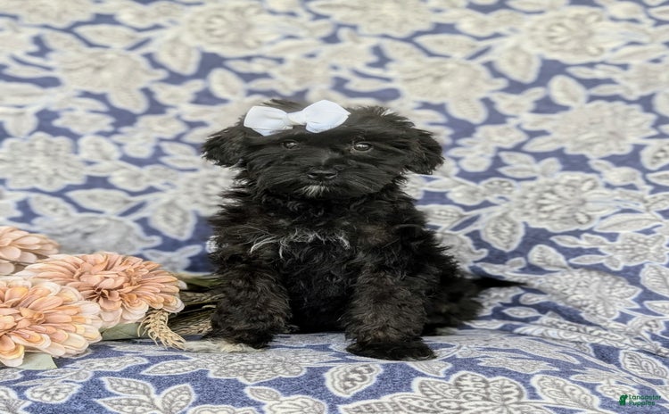 Morkie dogs for sale - Ad 2