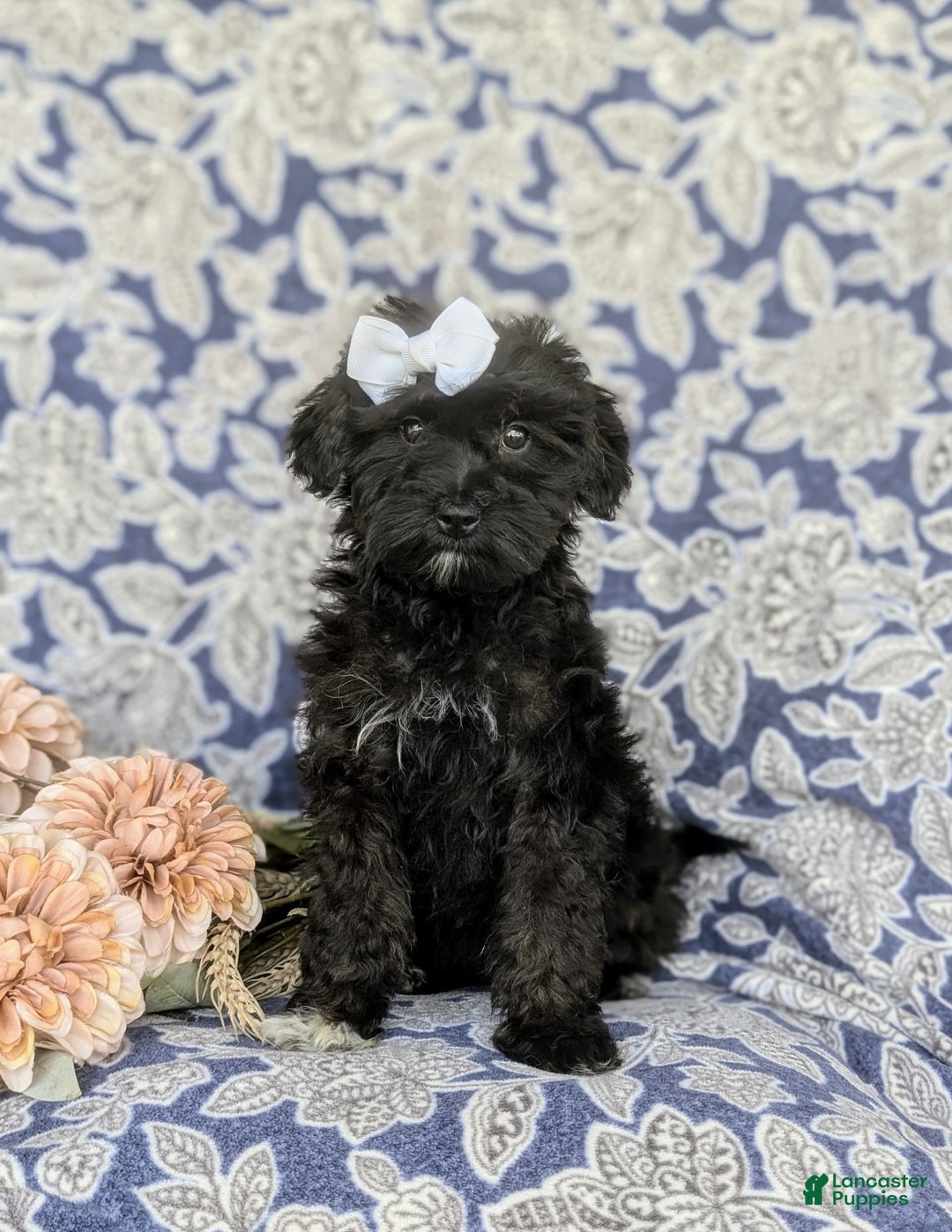 Morkie dogs for sale: Zoie Hypoallergenic - Image 4