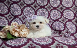 Maltese dogs for sale: Claudette Akc - Image 7