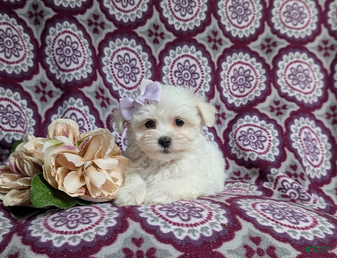 Maltese dogs for sale: Claudette Akc - Image 7