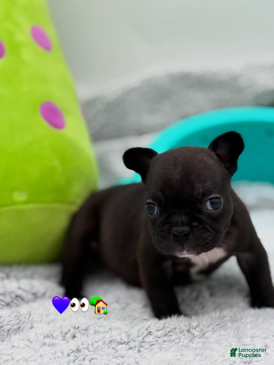 French Bulldog dogs for sale: Nova - Image 6