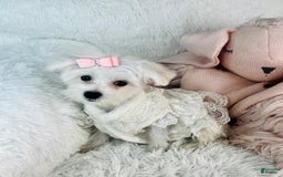 Maltese dogs for sale: Milly - Image 1