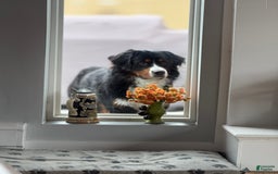 Bernedoodle dogs for sale: Meatball - Image 14