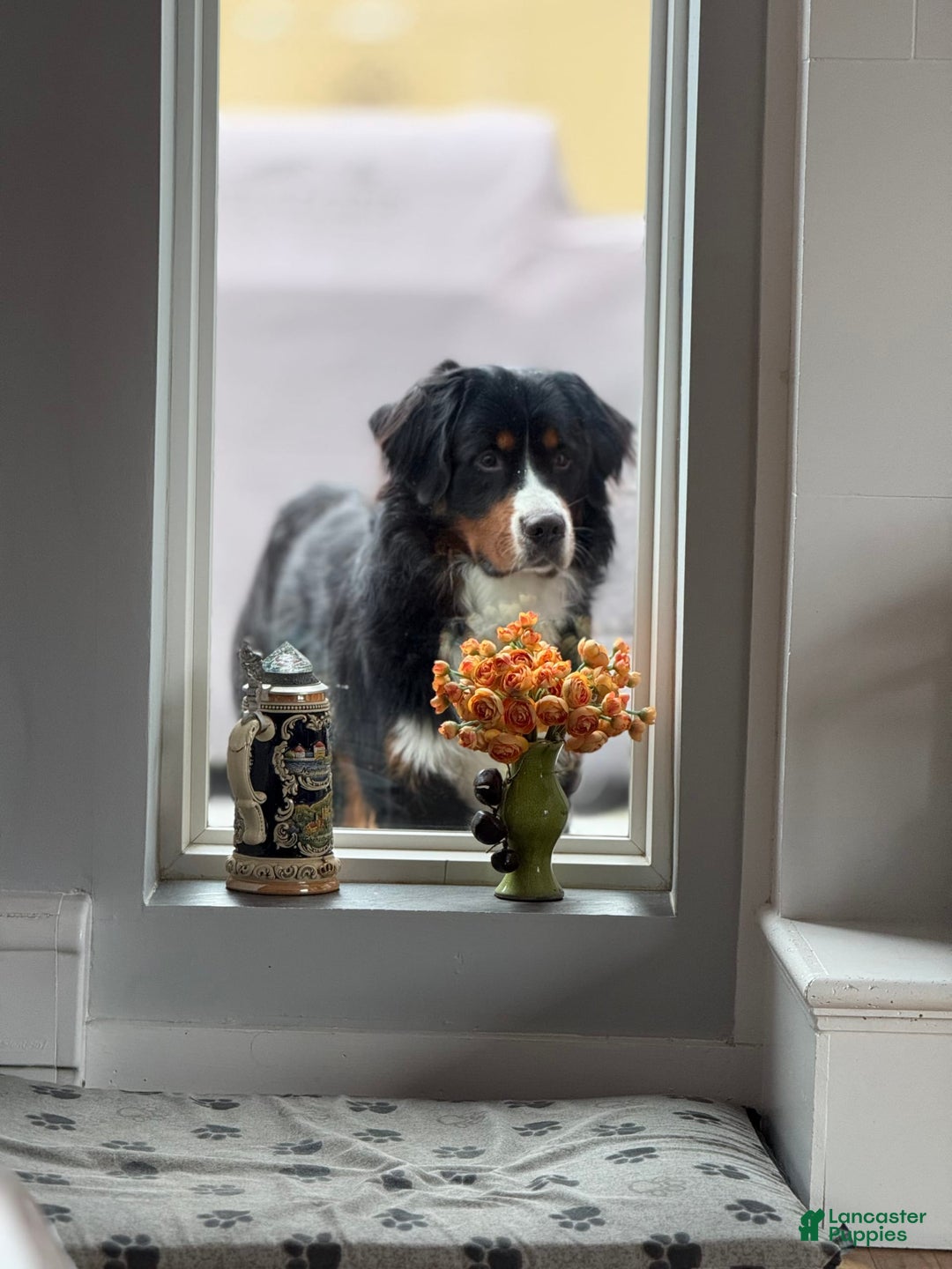 Bernedoodle dogs for sale: Meatball - Image 14