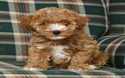 Cavapoo dogs for sale: Finny - Image 4