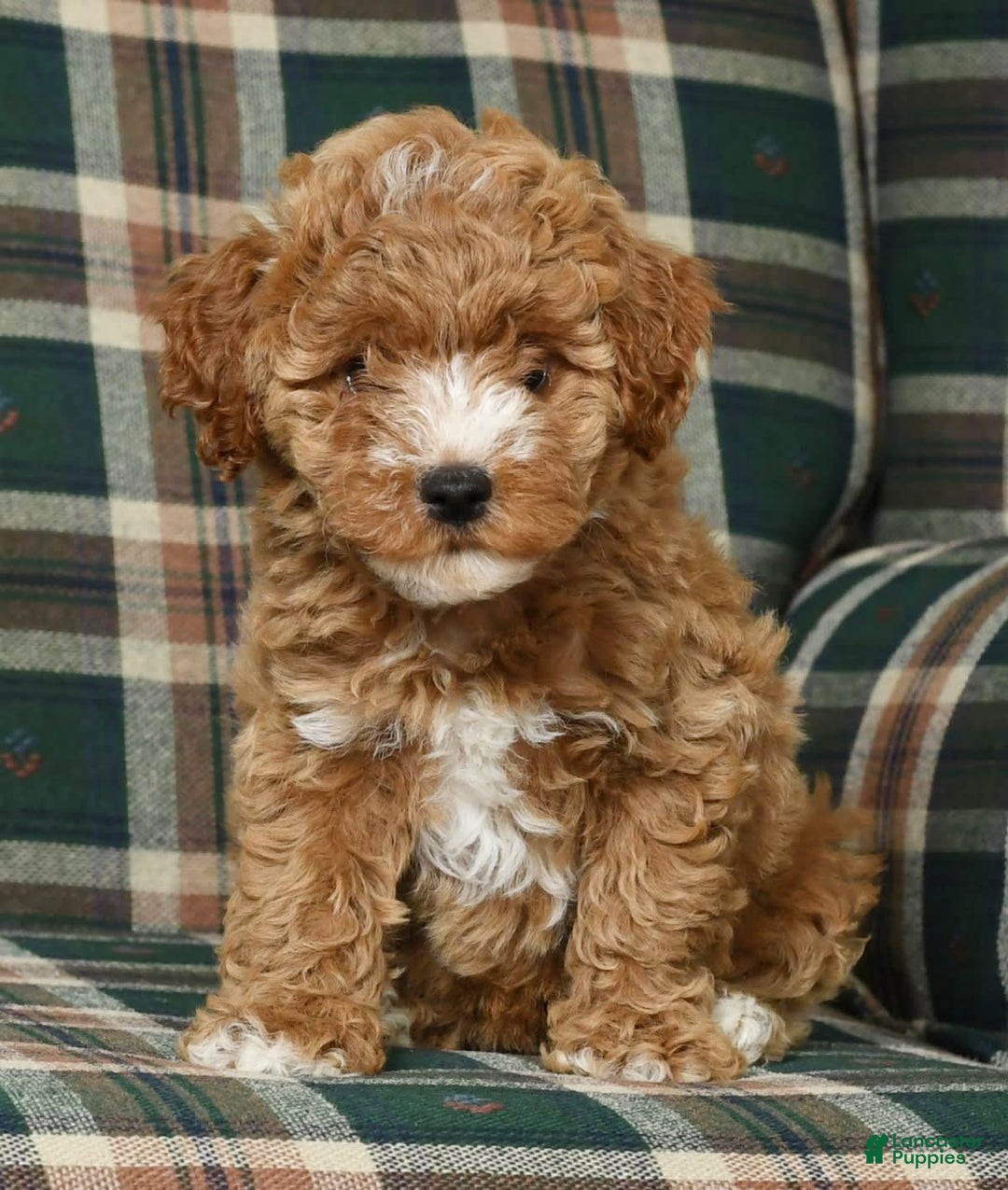 Cavapoo dogs for sale: Finny - Image 4