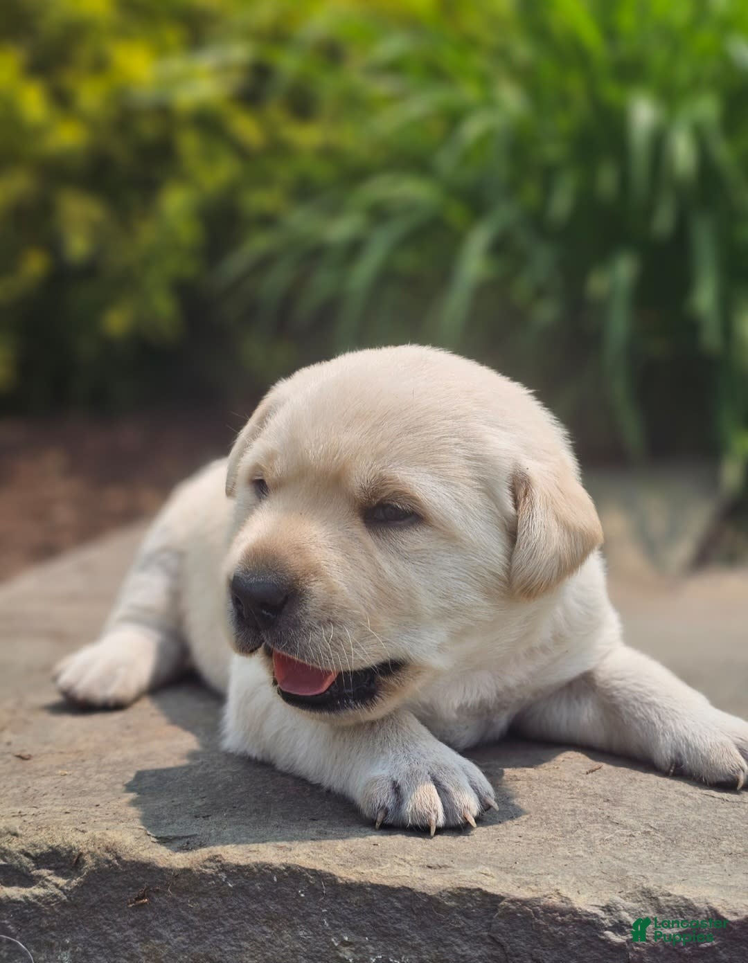 Labrador Retriever dogs for sale: Rileys Rosie - Image 13
