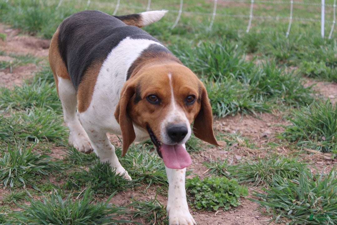 Beagle dogs for sale: Raina - Image 5