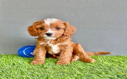 Cavapoo dogs for sale: Winston - Image 2