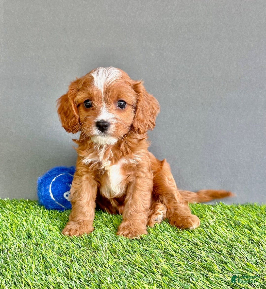 Cavapoo dogs for sale: Winston - Image 2