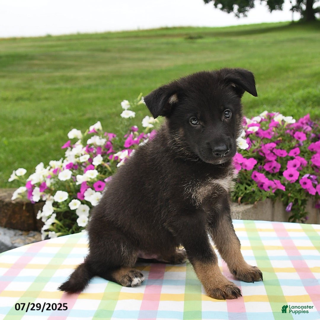 German Shepherd dogs for sale: Cletus - Image 5