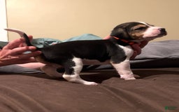 Walker Hound dogs for sale: Orange - Image 2