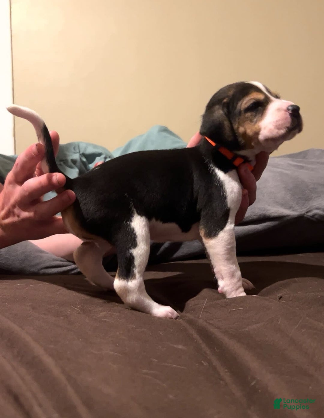 Walker Hound dogs for sale: Orange - Image 2