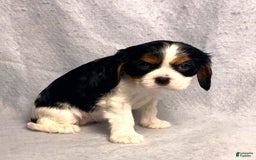 Cavalier King Charles Spaniel dogs for sale: Abby - Image 12