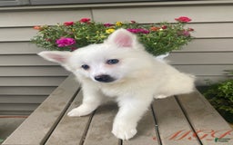 American Eskimo dogs for sale: Tessa - Image 11