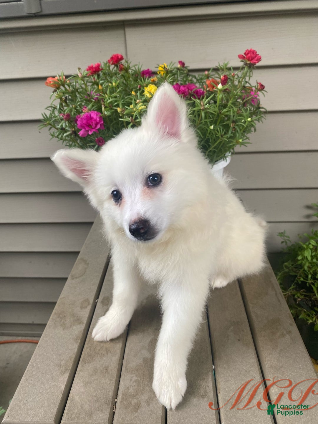 American Eskimo dogs for sale: Tessa - Image 11
