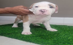 American Bully dogs for sale: Love Patch - Image 4