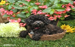Toy Poodle dogs for sale: Tulip - Image 2