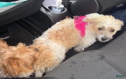 Morkie dogs for sale: Clover - Image 8