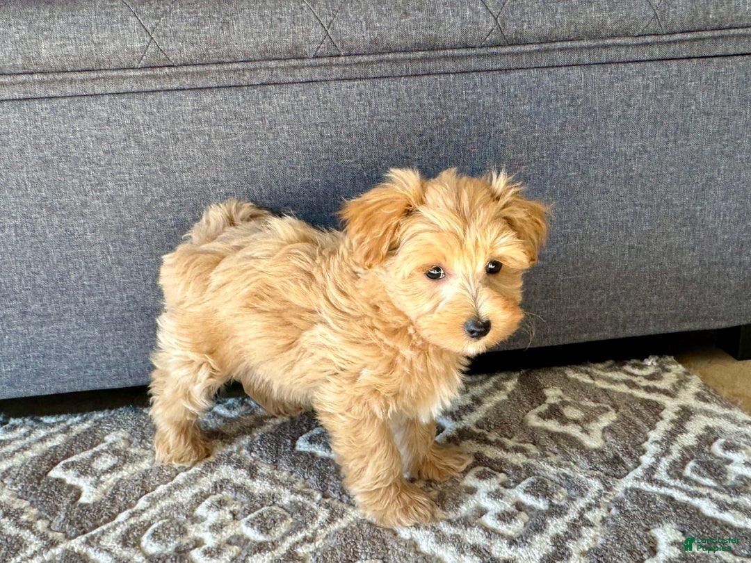 Maltipoo dogs for sale: Gordie - Image 1