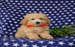 Maltipoo dogs for sale: Vaughn - Image 2