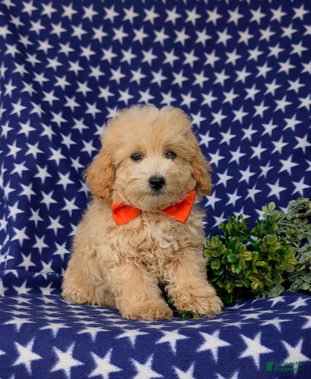Maltipoo dogs for sale: Vaughn - Image 2