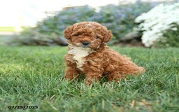 Toy Poodle dogs for sale: Espresso - Image 3