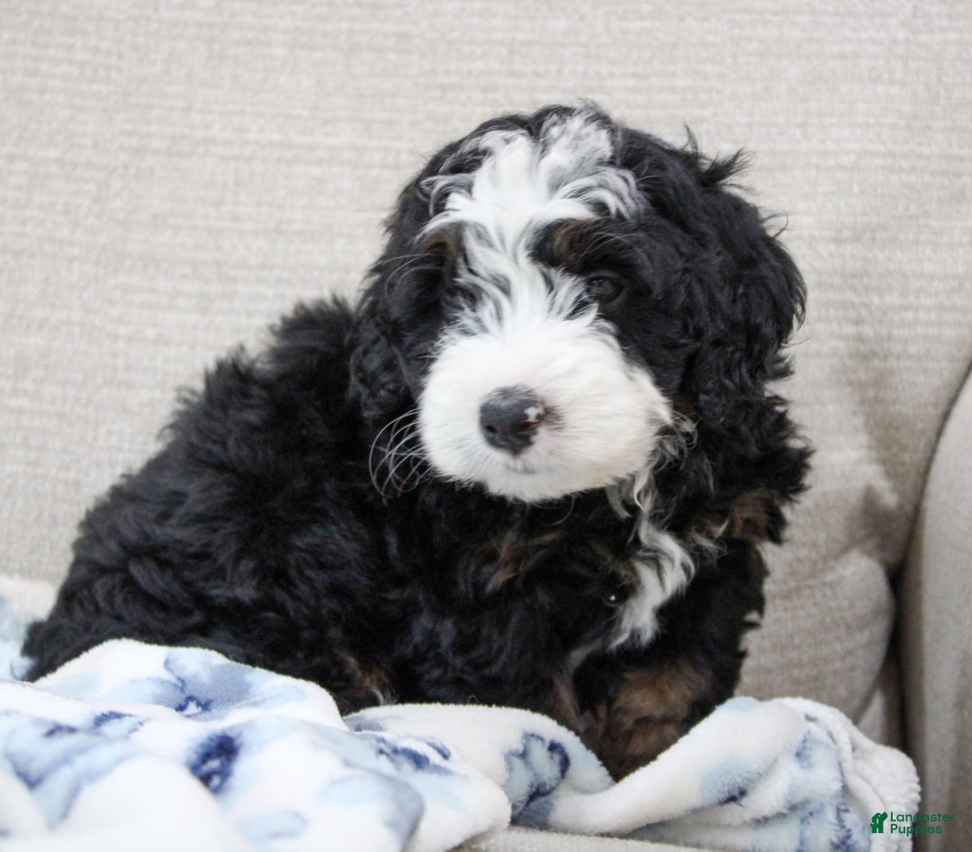 Mini Bernedoodle dogs for sale: Leo - Image 24