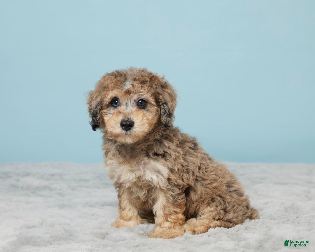 Miniature Poodle dogs for sale: Izzy - Image 5