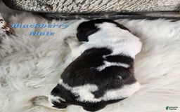 English Springer Spaniel dogs for sale: Blackberry - Image 2