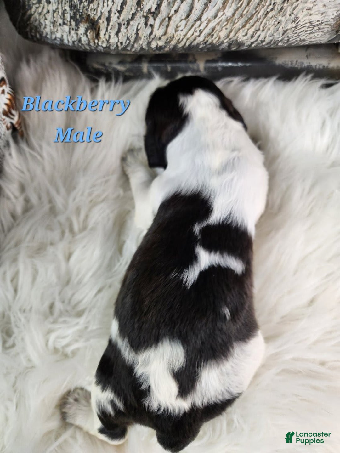 English Springer Spaniel dogs for sale: Blackberry - Image 2