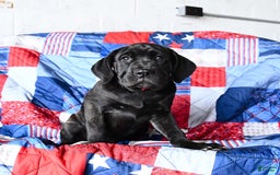 Cane Corso dogs for sale: Meadow - Image 5