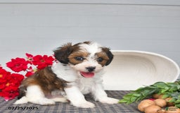 Lhasapoo dogs for sale: Pecan - Image 4