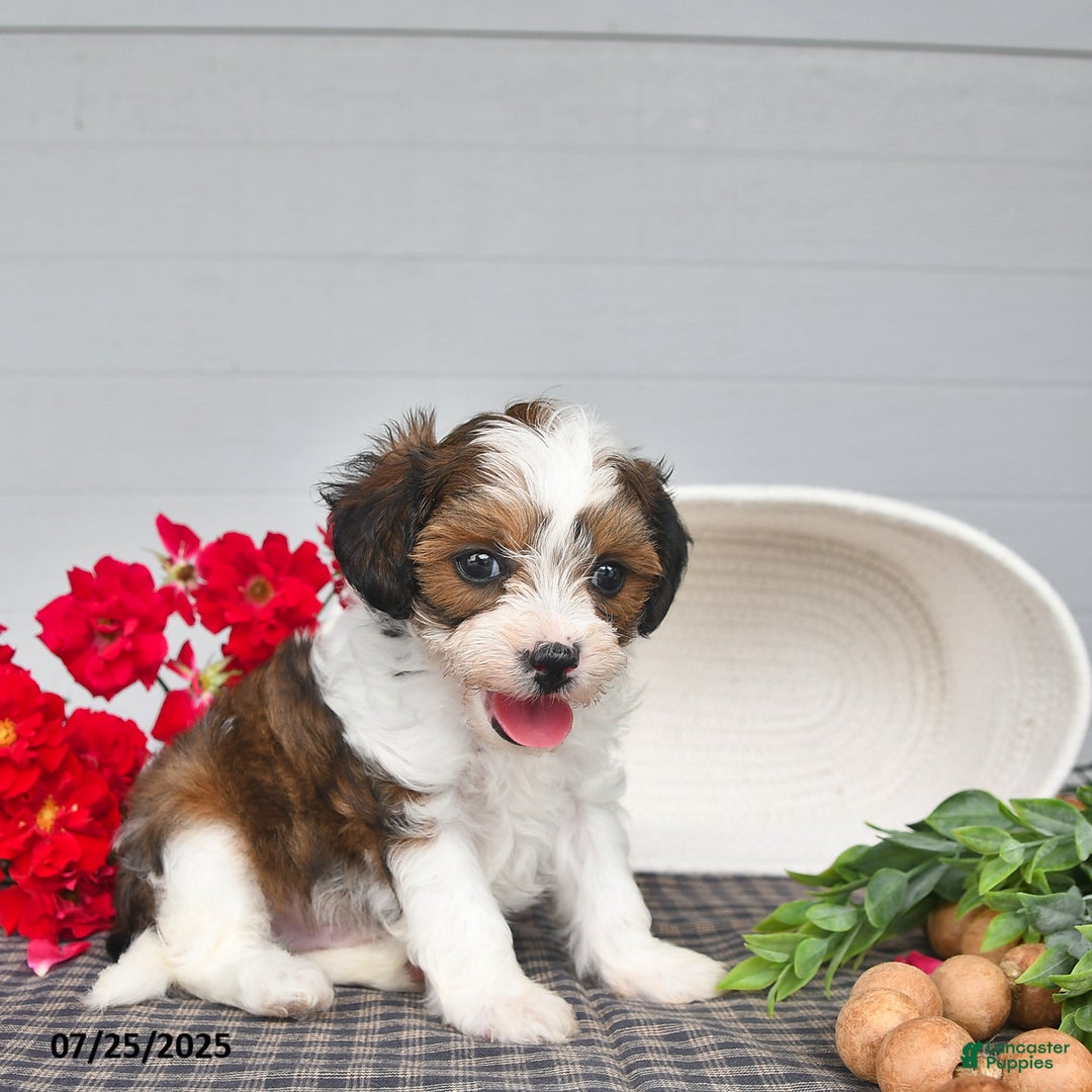 Lhasapoo dogs for sale: Pecan - Image 4
