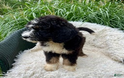 Bernedoodle dogs for sale: Paisley - Image 5